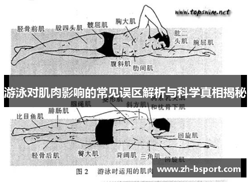 游泳对肌肉影响的常见误区解析与科学真相揭秘 游泳对肌肉影响的常见误区解析与科学真相揭秘